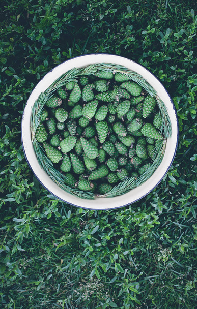 Зелені молоді конуси ялинки у великій чашці, приготованій для приготування домашнього сиропу
. - Фото, зображення