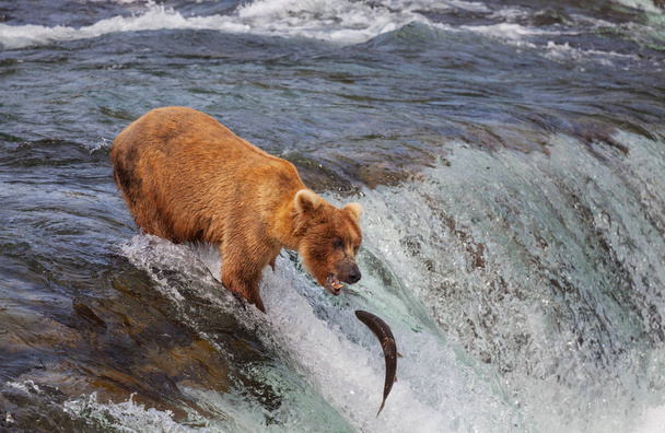 Niedźwiedź grizzly polujący na łososia w Brooks Falls. Brązowe Niedźwiedzie Grizzly łowiące ryby w Parku Narodowym Katmai na Alasce. Sezon letni. Naturalny temat dzikiej przyrody. - Zdjęcie, obraz