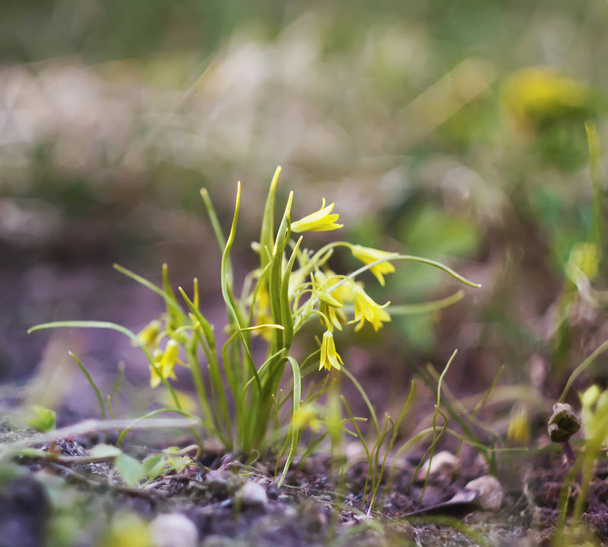 Spring small yellow flowers of Goose onions (Gagea) in the forest. - Photo, Image