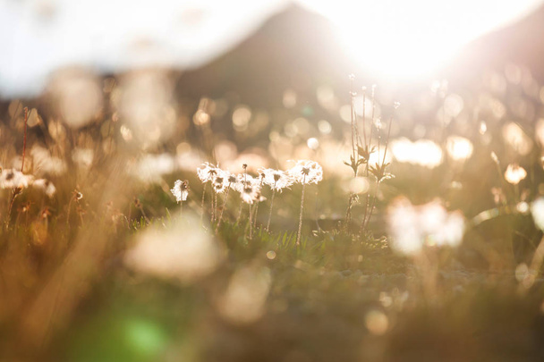 Día soleado en el prado de flores. Hermoso fondo natural. - Foto, Imagen