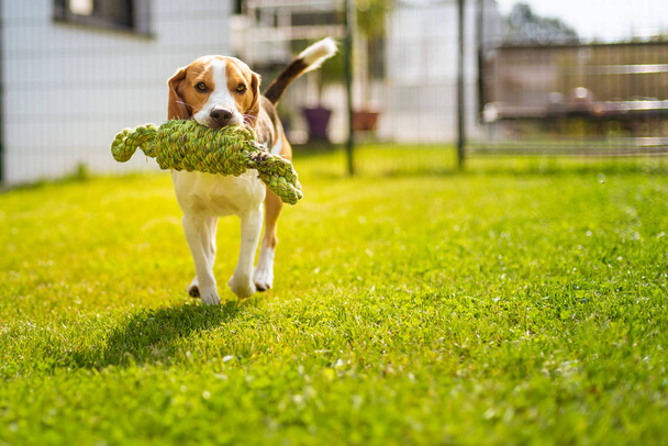 Λαγωνικό σκυλί διασκέδαση στον κήπο σε εξωτερικούς χώρους να τρέξει και να πηδήξει με κόμπο σχοινί προς την κάμερα - Φωτογραφία, εικόνα