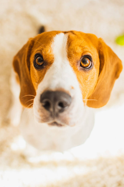 Beagle dog with big eyes sits and looking up towards the camera - Foto, Imagen