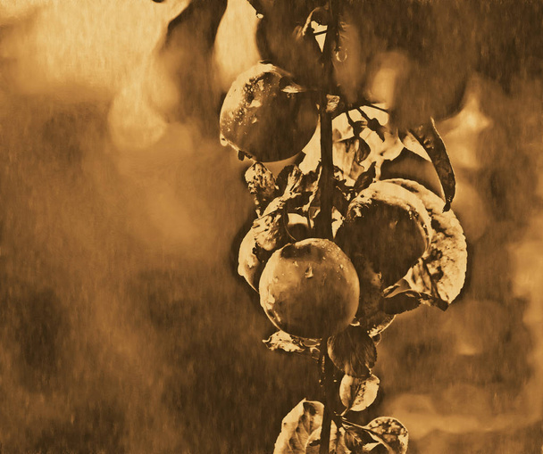 rama de manzano - Foto, Imagen
