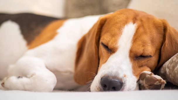 Hund schläft müde auf einer Couch. Lustige Pose, Blick in die Kamera. Beagle auf dem Sofa. - Foto, Bild