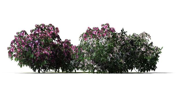 Azalea flowers cluster with pink blossoms on sand floor - isolated on white background - Photo, Image