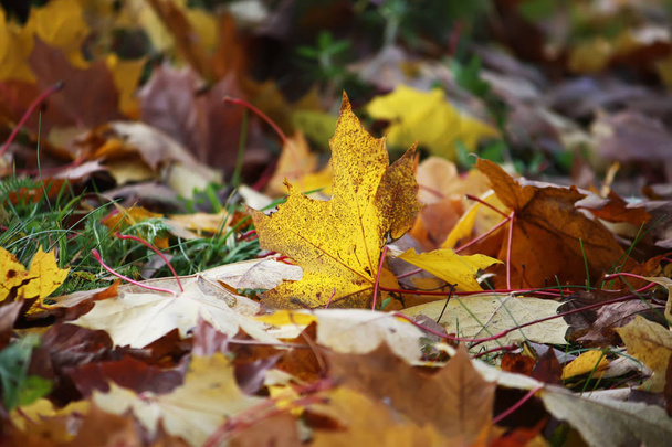 Цветные осенние кленовые листья на земле в лесу
 - Фото, изображение