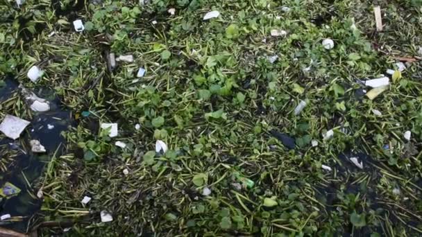 Tokozelka vodní hyacint nebo společné vodní hyacint a mnoho odpadků na povrchu vody Choa praya řeka v Bangkoku, Thajsko - Záběry, video
