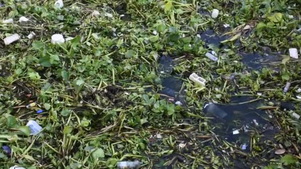 Eichhornia crassipes o Jacinto de agua común y muchas basura en la superficie del agua de la Choa praya río en Bangkok, Tailandia - Metraje, vídeo