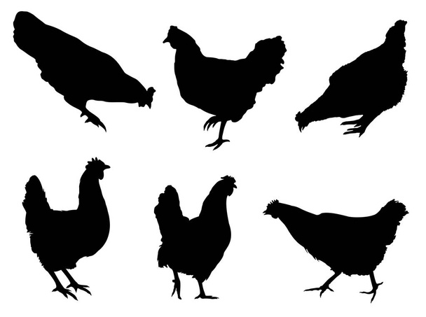 Tavukları silhouettechicken siluetleri, beyaz arka plan üzerinde koleksiyon  - Vektör, Görsel