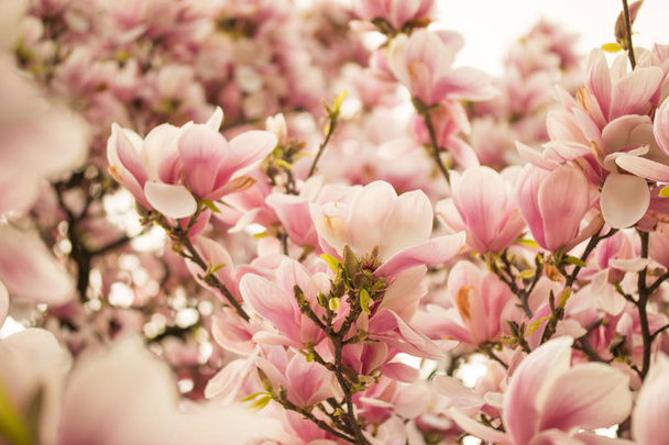 Beautiful magnolia blossom in a park, spring - Fotó, kép
