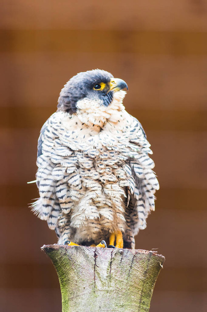 A Peregrine Falcon (Falco peregrinus). Baviera, Alemania, Europa
. - Foto, imagen