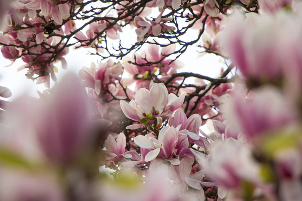 Beautiful magnolia blossom in a park, spring - 写真・画像