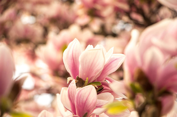 Beautiful magnolia blossom in a park, spring - Foto, Imagen