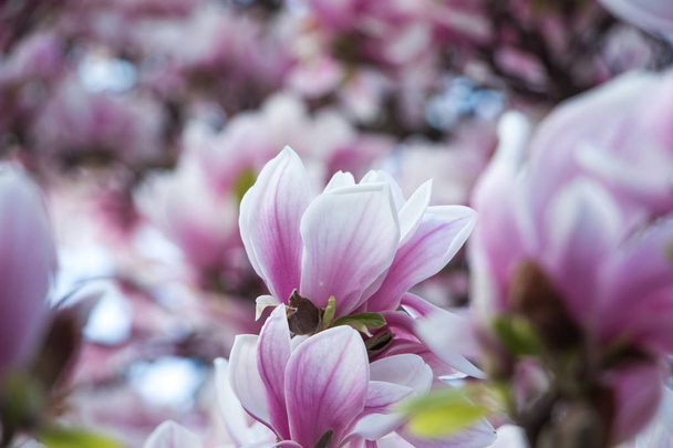Beautiful magnolia blossom in a park, spring - 写真・画像