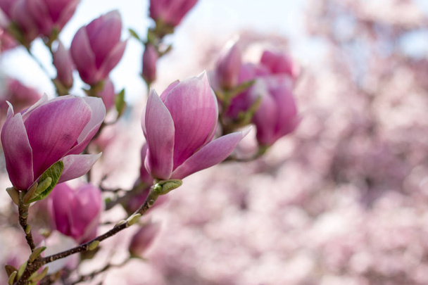 Magnolia tree flowers blossom in spring  - Photo, image