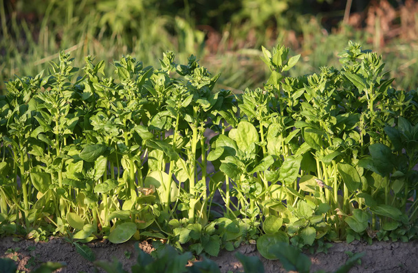 Konyha-kertben termesztett zöldségek - Fotó, kép