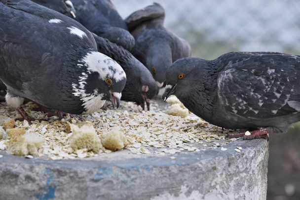 Volně žijící město holubů na zimní den jsou krmena ovesné vločky a chleba, detail - Fotografie, Obrázek
