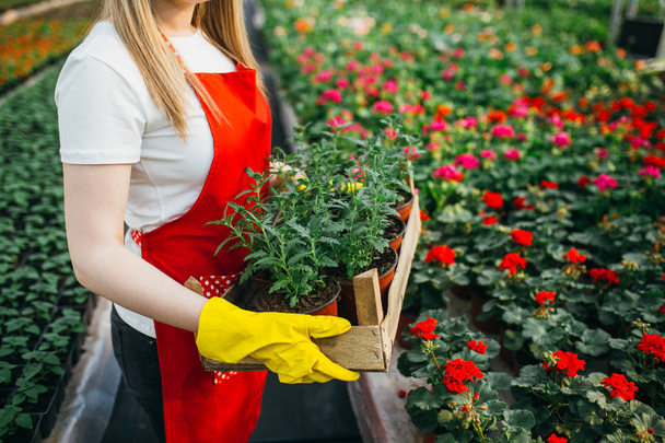 Beautiful young woman working in greenhouse - Foto, Imagen