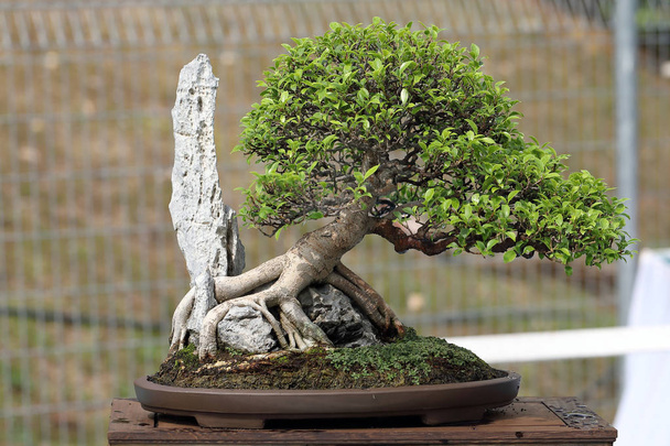 Bonsai-Baum im Freien  - Foto, Bild