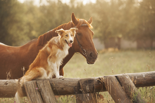 Collie frontière rouge chien et cheval
 - Photo, image