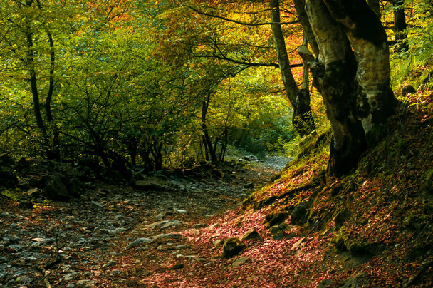 夕日の光で秋の森。美しい自然の背景。美しい森の風景、明るい日光の下は、パインズ、素晴らしい夕日、野生の自然の美しさのトランクを介して、その方法 - 写真・画像