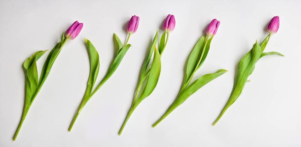 tulip buds purple purple color on white isolated background. floral arrangement, bouquet as a gift for Valentines holiday, March 8th birthday, baby shower - Photo, Image