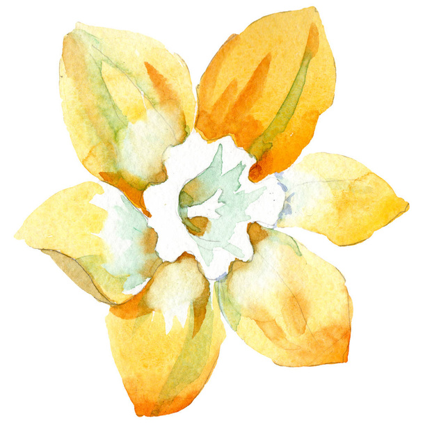 Gele narcis floral botanische bloem. Aquarel achtergrond instellen. Geïsoleerde narcissus afbeelding element. - Foto, afbeelding