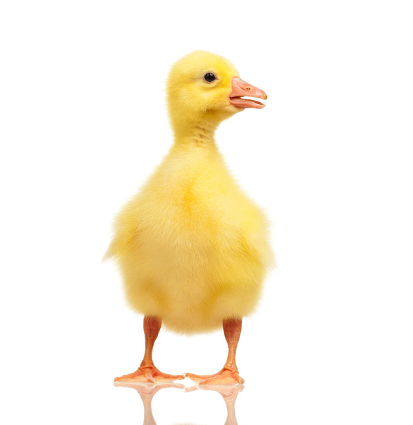Hazai gosling - Fotó, kép