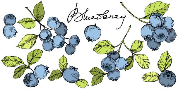 Wektor Blueberry zielonej i niebieskiej grawerowane sztuki atramentu. Jagody i zielonych liści. Element ilustracja na białym tle blueberry. - Wektor, obraz