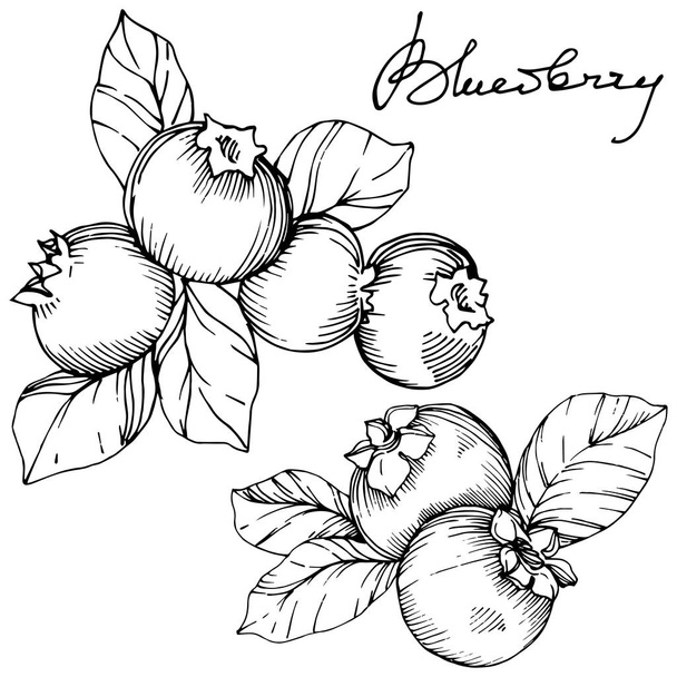 Blueberry fekete-fehér gravírozott tinta art vektoros. Bogyók és levelek. Elszigetelt blueberry ábra elem. - Vektor, kép