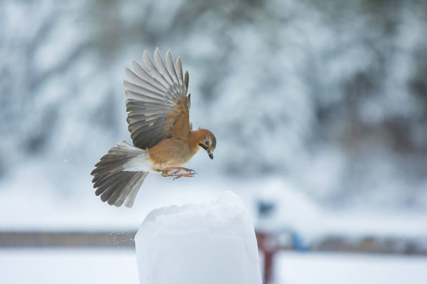 Aves en invierno - Jay euroasiático, Garrulus glandarius, durante una temporada de nieve
. - Foto, imagen