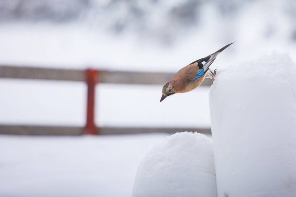 Oiseaux en hiver - Geai d'Eurasie, Garrulus glandarius, durant une saison des neiges
. - Photo, image