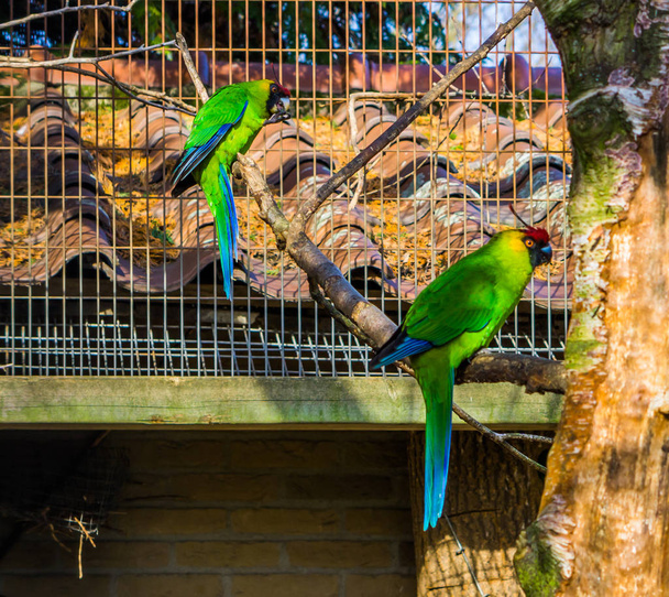 due pappagalli cornuti seduti su un ramo di un albero nella voliera, pappagalli della Nuova Caledonia, specie di uccelli minacciati con status vulnerabile - Foto, immagini