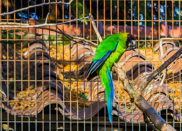 Szarvas papagáj ül egy faágon a madárházban, papagáj Új-Kaledóniából, veszélyeztetett madárfaj veszélyeztetett státusszal - Fotó, kép