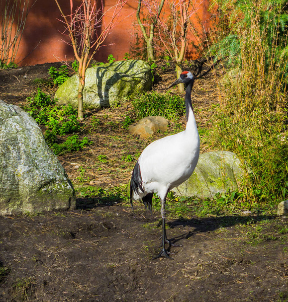 portrait of a red crowned crane standing at the water shore, Endangered bird specie from Asia - Photo, Image