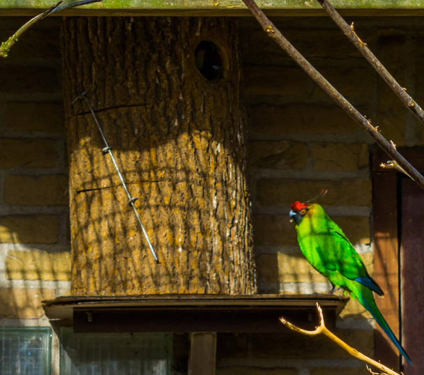colorido periquito con cuernos sentado en su casa de aves, loro de nueva caledonia, especie de ave amenazada con el estado vulnerable
 - Foto, Imagen