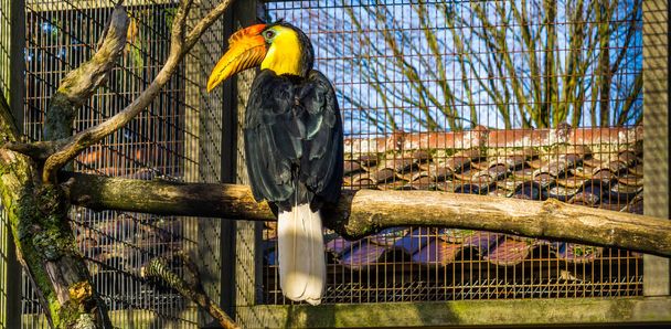 hermoso retrato de un avispón arrugado macho sentado en una rama, colorido pájaro tropical de Asia, especie animal en peligro de extinción - Foto, imagen