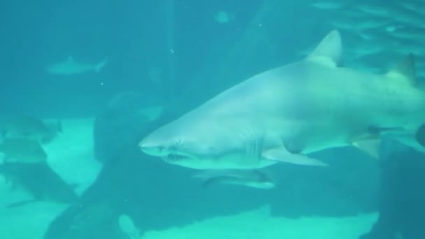 underwater world, sharks swimming underwater. close-up - Footage, Video