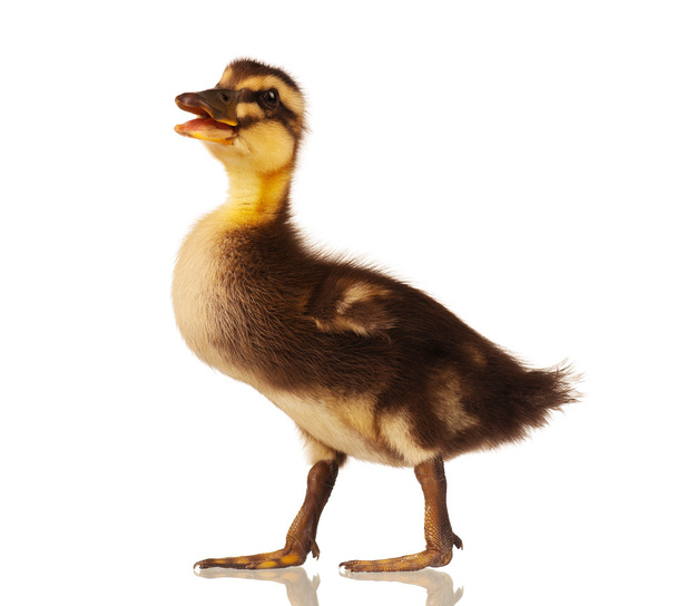 Domestic duckling - Photo, Image
