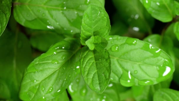 Close-up of he wet  green mint are dries on the air. Time-lapse. - Footage, Video