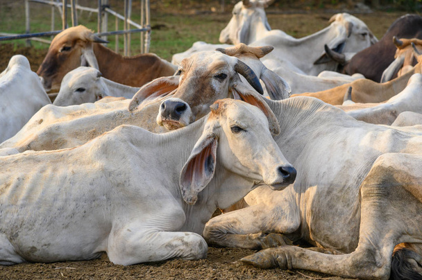 Manada de vacas blancas descansando en establo en el campo
 - Foto, imagen