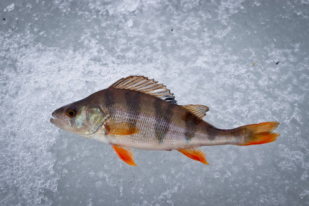 Ψάρι πέρκα που αλιεύονται στην αντιμετώπιση χειμώνα στον πάγο το χειμώνα. - Φωτογραφία, εικόνα