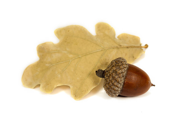 Dried acorn with oak leaf isolated on white close up - Photo, Image
