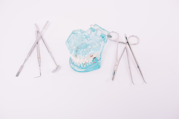 modelo de mandíbula e instrumentos dentales aislados en blanco
 - Foto, Imagen