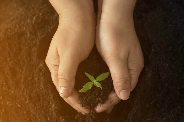 Hand gently holding rich soil for his marijuana plants - Foto, imagen