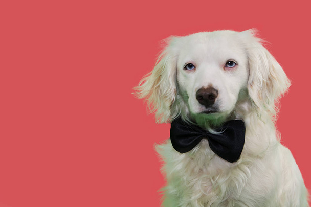 ELEGANT DOG WEARING A BLACK BOWTIE WITH BLUE COLORED EYES. ISOLATED STUDIO SHOT ON LIVING CORAL BACKGROUND. - Foto, imagen