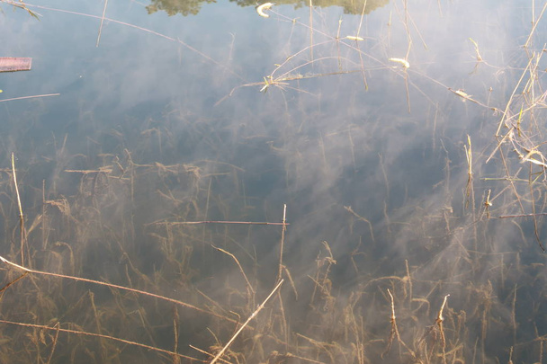 árboles sumergidos que se reflejan en el lago con la luz mágica, la niebla y las personas activas al amanecer
 - Foto, Imagen
