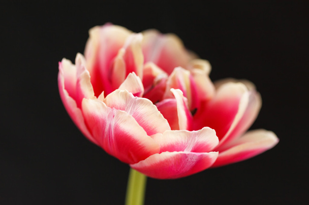 nice tulip - Zdjęcie, obraz