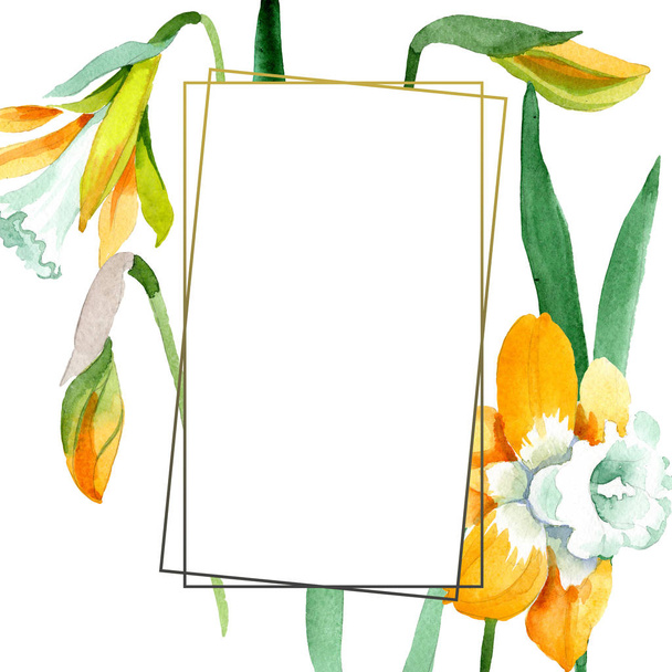 Yellow narcissus floral botanical flower. Watercolor background illustration set. Frame border ornament square. - Фото, зображення