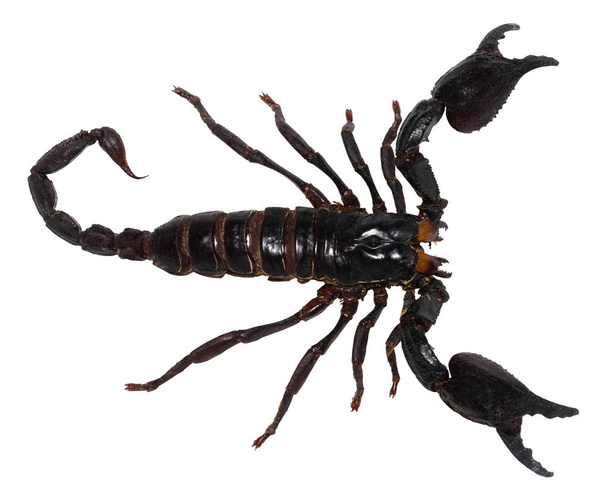 scorpion noir isolé sur fond blanc (PANDINUS LONGIMANUS
). - Photo, image